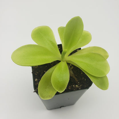 Pinguicula gigantea x 'Huahuapan' - Live Carnivorous Butterwort Plant – Butterworts
