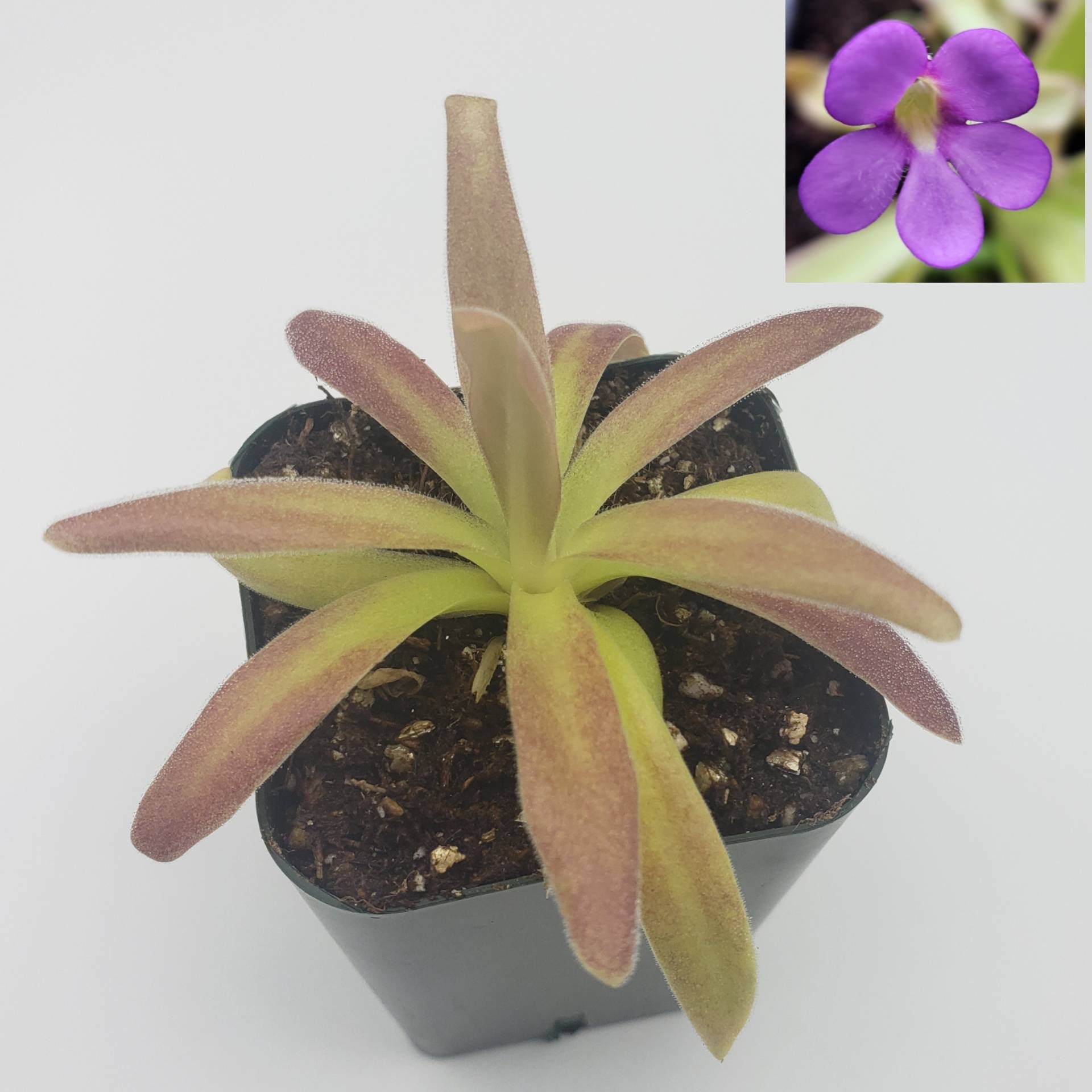 Pinguicula agnata ‘El Lobo’ x moctezumae – Carnivorous Butterwort 1–2" – Butterworts