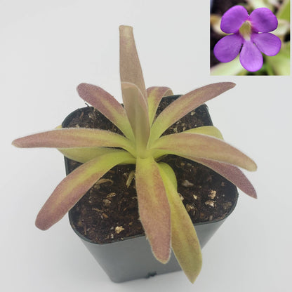 Pinguicula agnata ‘El Lobo’ x moctezumae – Carnivorous Butterwort 1–2" – Butterworts