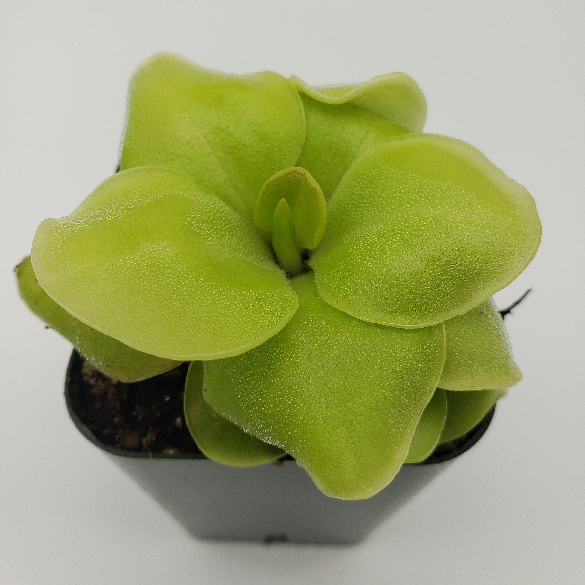 Pinguicula Huahuapan – Butterworts