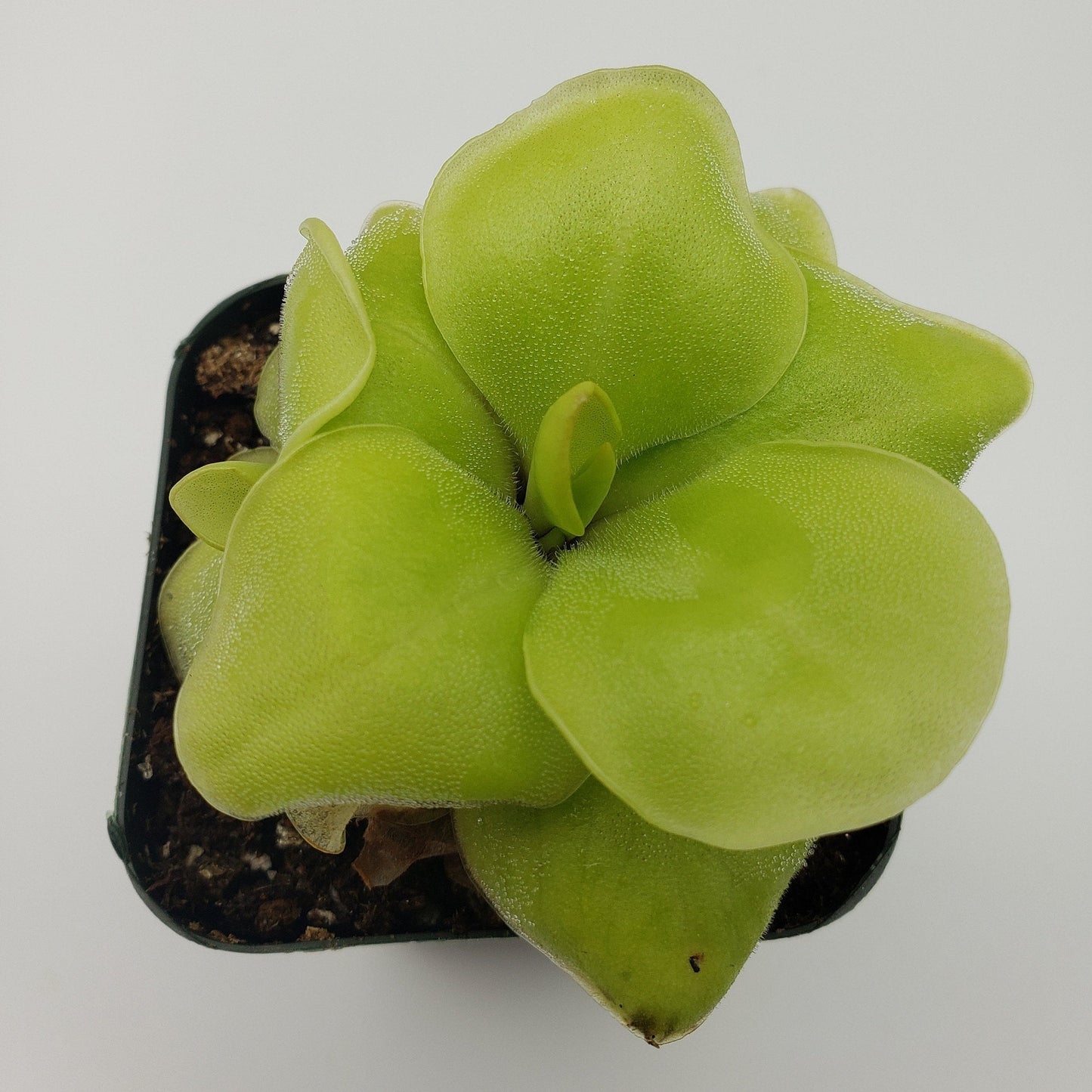 Pinguicula Huahuapan – Butterworts