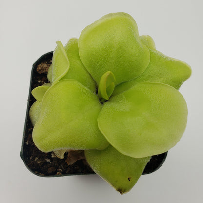 Pinguicula Huahuapan – Butterworts