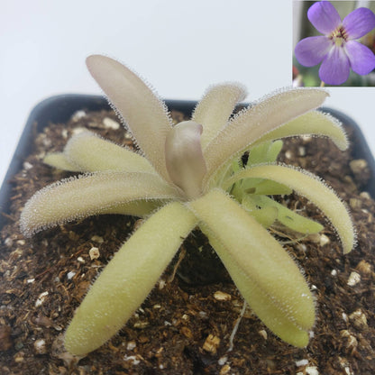 Pinguicula agnata x gypsicola – Carnivorous Butterwort – Butterworts