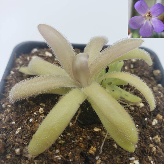 Pinguicula agnata x gypsicola – Carnivorous Butterwort – Butterworts