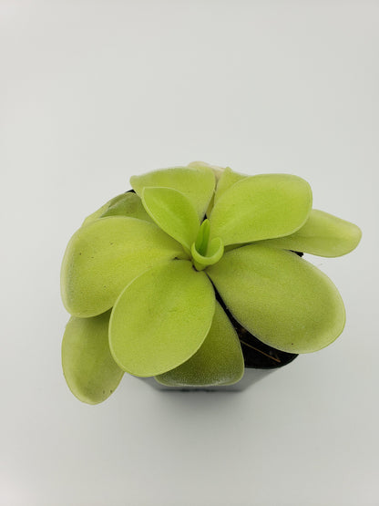 Butterwort 'Gigantea Alba' x 'Huahuapan' - Live Carnivorous Plant – Live Plants