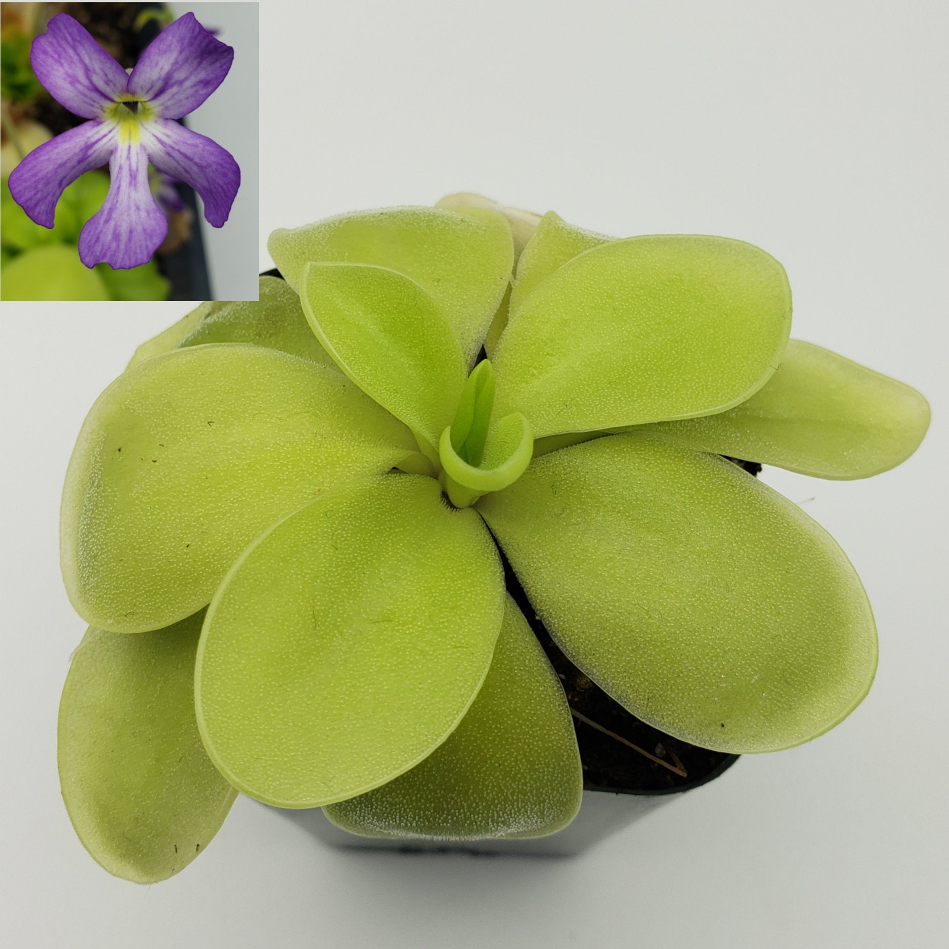 Butterwort 'Gigantea Alba' x 'Huahuapan' - Live Carnivorous Plant – Live Plants