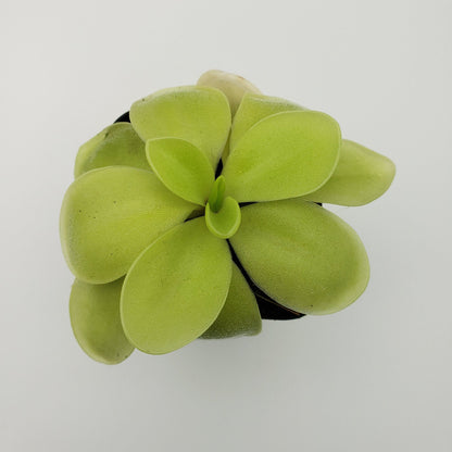 Butterwort 'Gigantea Alba' x 'Huahuapan' - Live Carnivorous Plant – Live Plants