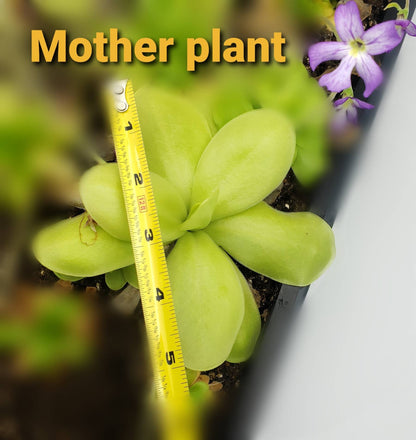 Butterwort 'Gigantea Alba' x 'Huahuapan' - Live Carnivorous Plant – Live Plants