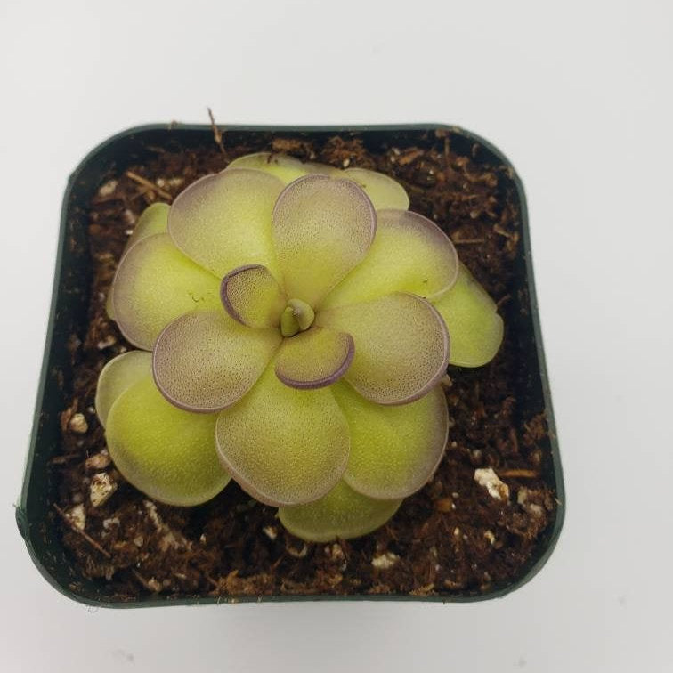 Carnivorous Butterwort Plants – Pinguicula for Indoor Terrariums & Windowsills – Butterworts