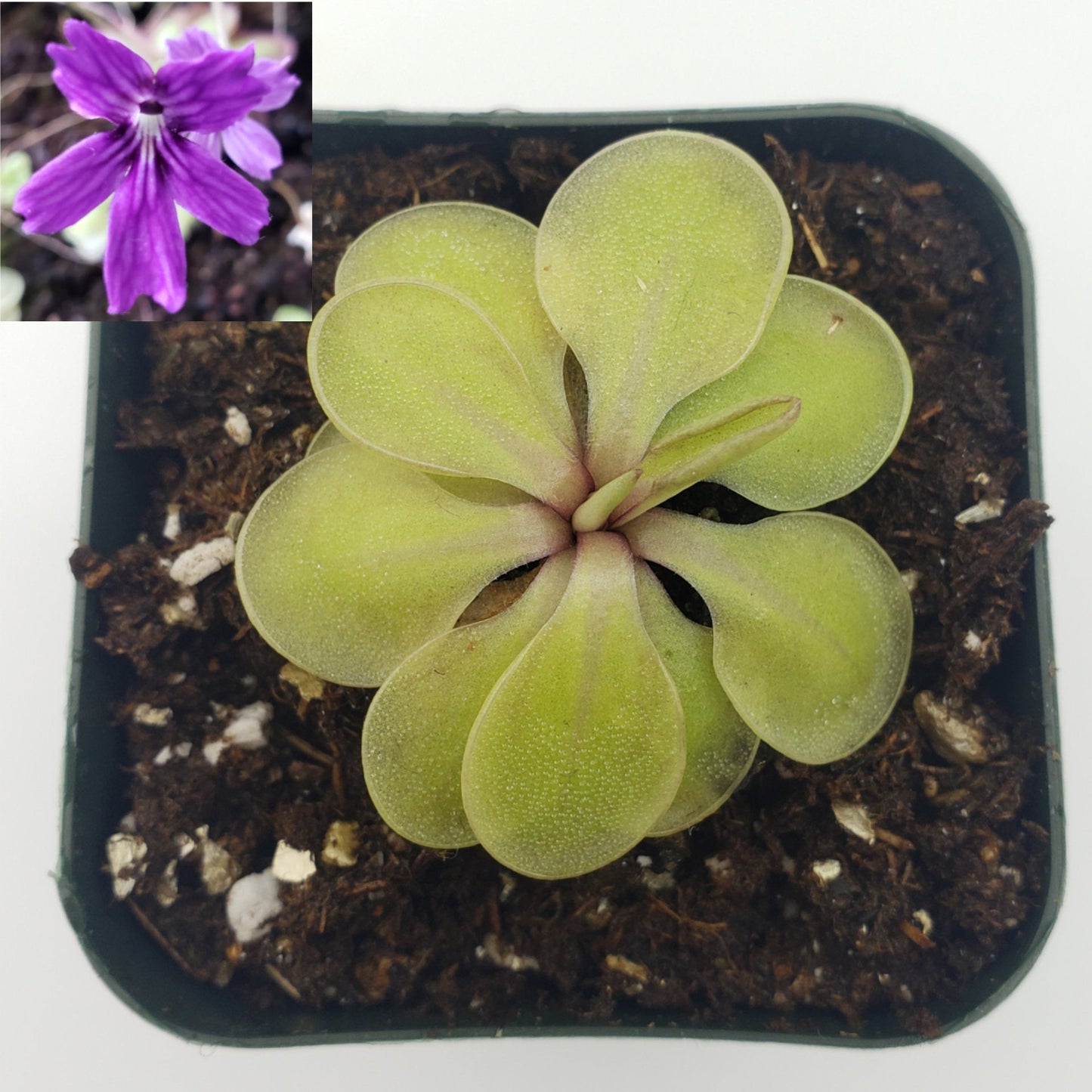Pinguicula emarginata x 'Huahuapan' - Live Carnivorous Butterwort Plant