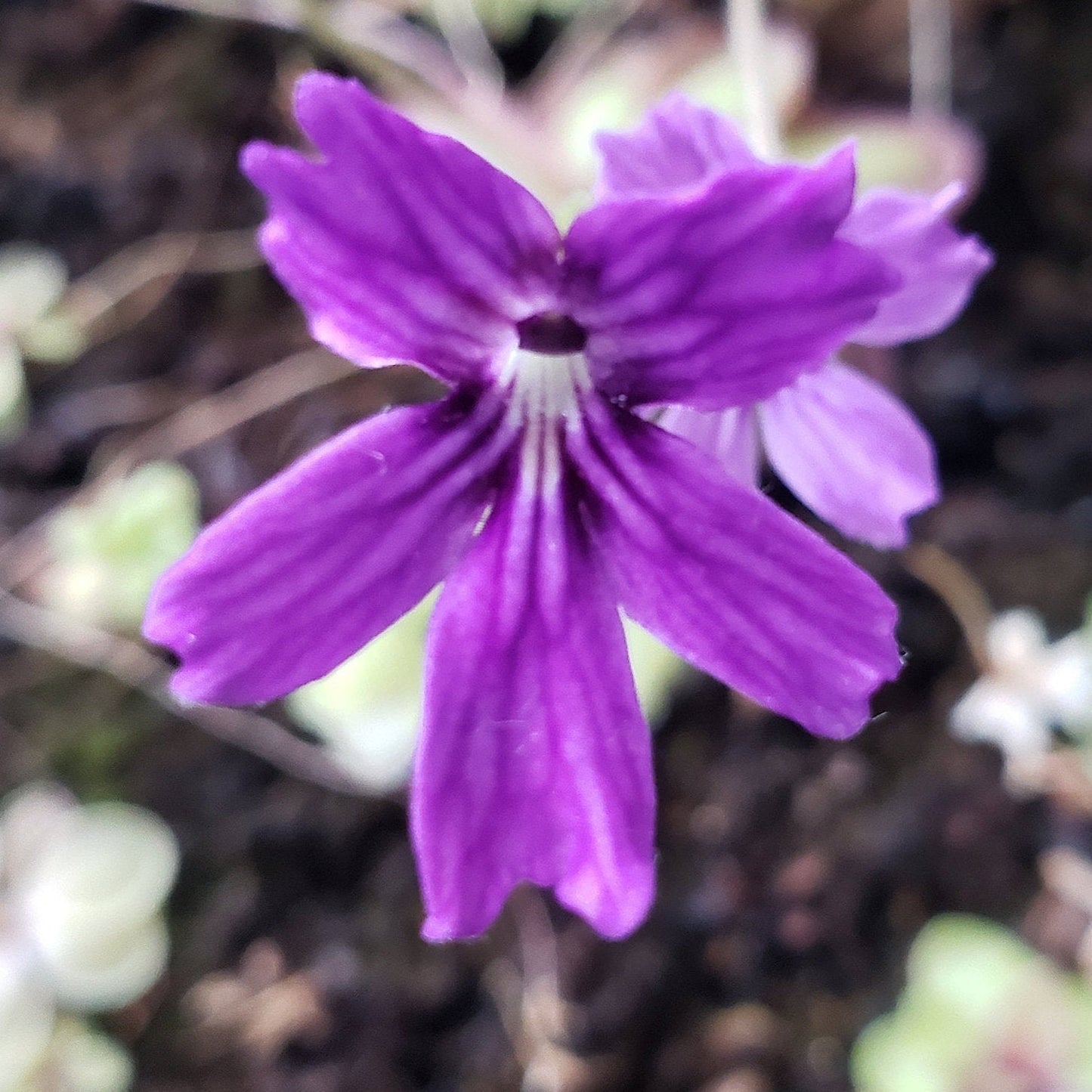 Pinguicula emarginata x 'Huahuapan' - Live Carnivorous Butterwort Plant