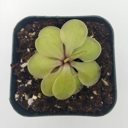 Pinguicula emarginata x 'Huahuapan' - Live Carnivorous Butterwort Plant
