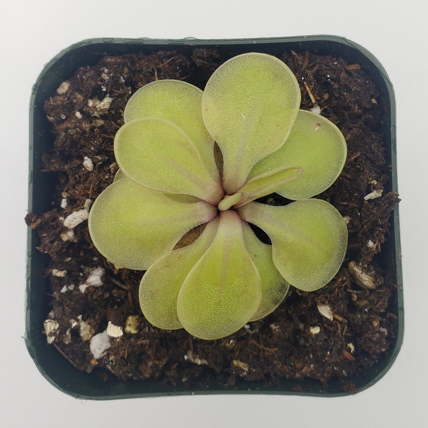 Pinguicula emarginata x 'Huahuapan' - Live Carnivorous Butterwort Plant