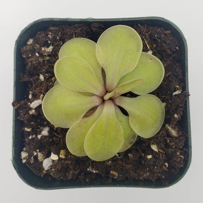 Pinguicula emarginata x 'Huahuapan' - Live Carnivorous Butterwort Plant
