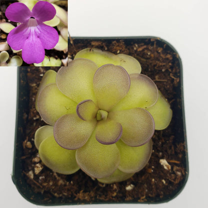 Carnivorous Butterwort Plants – Pinguicula for Indoor Terrariums & Windowsills – Butterworts