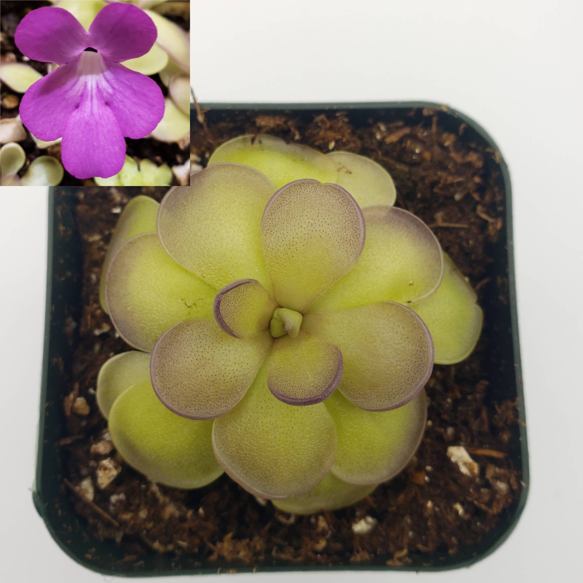 Carnivorous Butterwort Plants – Pinguicula for Indoor Terrariums & Windowsills – Butterworts