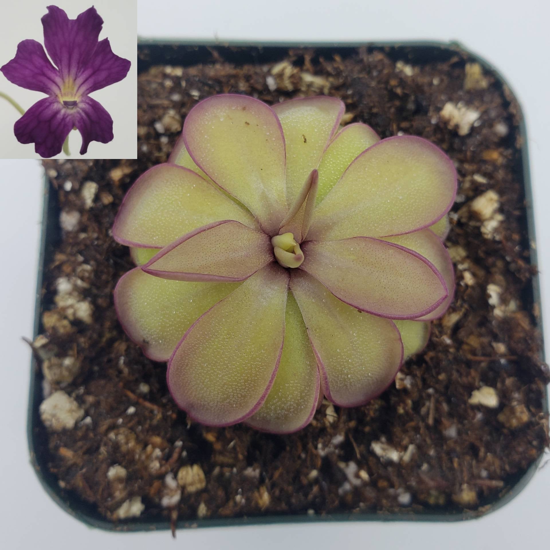 Pinguicula laueana x emarginata – Butterworts