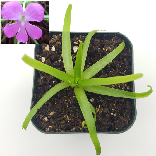 Pinguicula moctezumae – Carnivorous Butterwort Plant – Butterworts