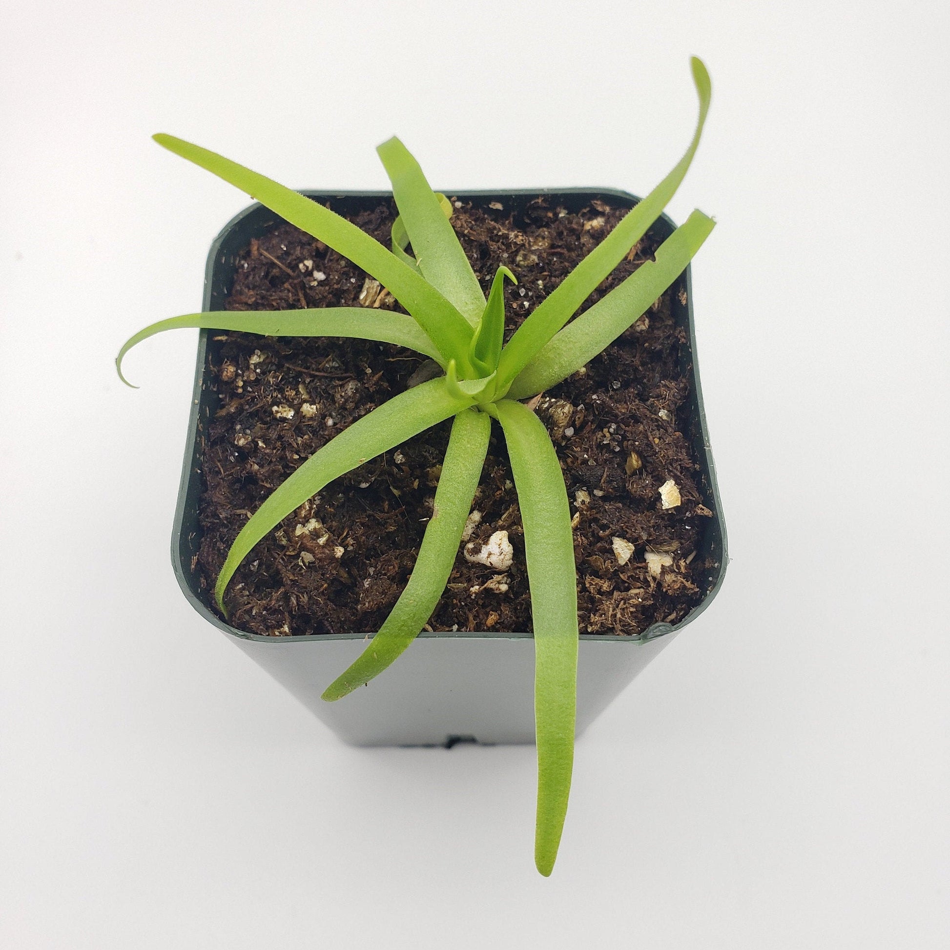 Pinguicula moctezumae – Carnivorous Butterwort Plant – Butterworts