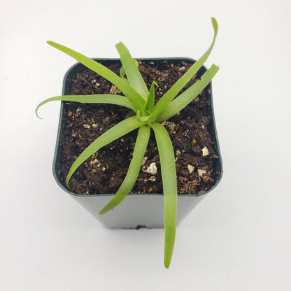 Pinguicula moctezumae – Carnivorous Butterwort Plant – Butterworts