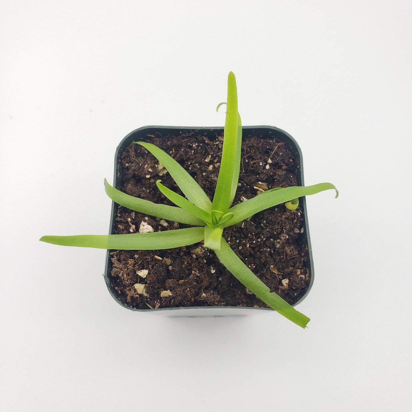 Pinguicula moctezumae – Carnivorous Butterwort Plant – Butterworts
