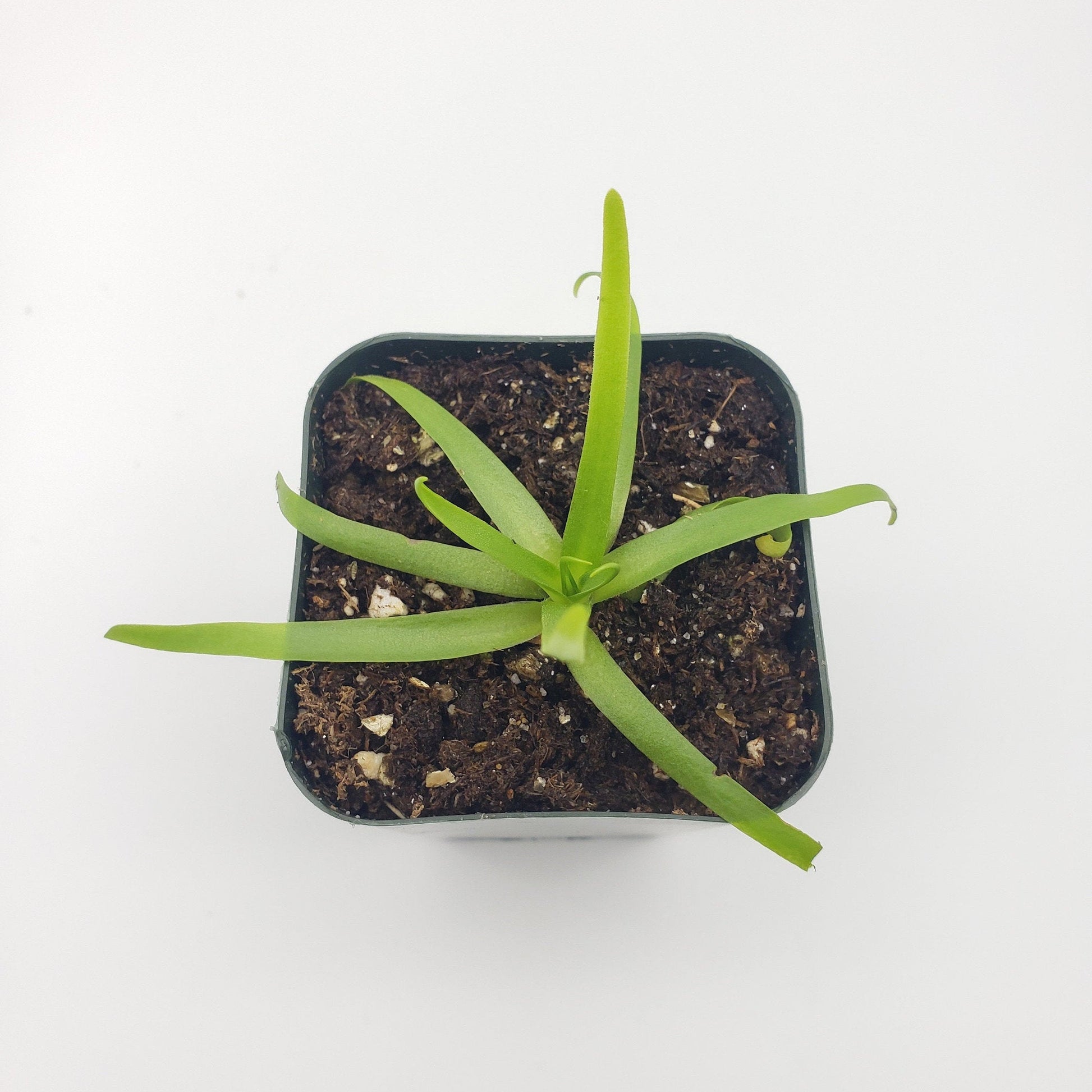 Pinguicula moctezumae – Carnivorous Butterwort Plant – Butterworts