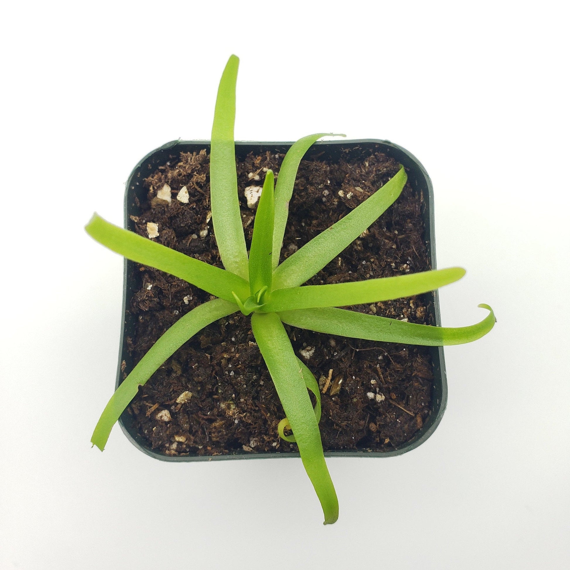Pinguicula moctezumae – Carnivorous Butterwort Plant – Butterworts