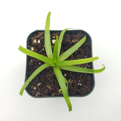 Pinguicula moctezumae – Carnivorous Butterwort Plant – Butterworts