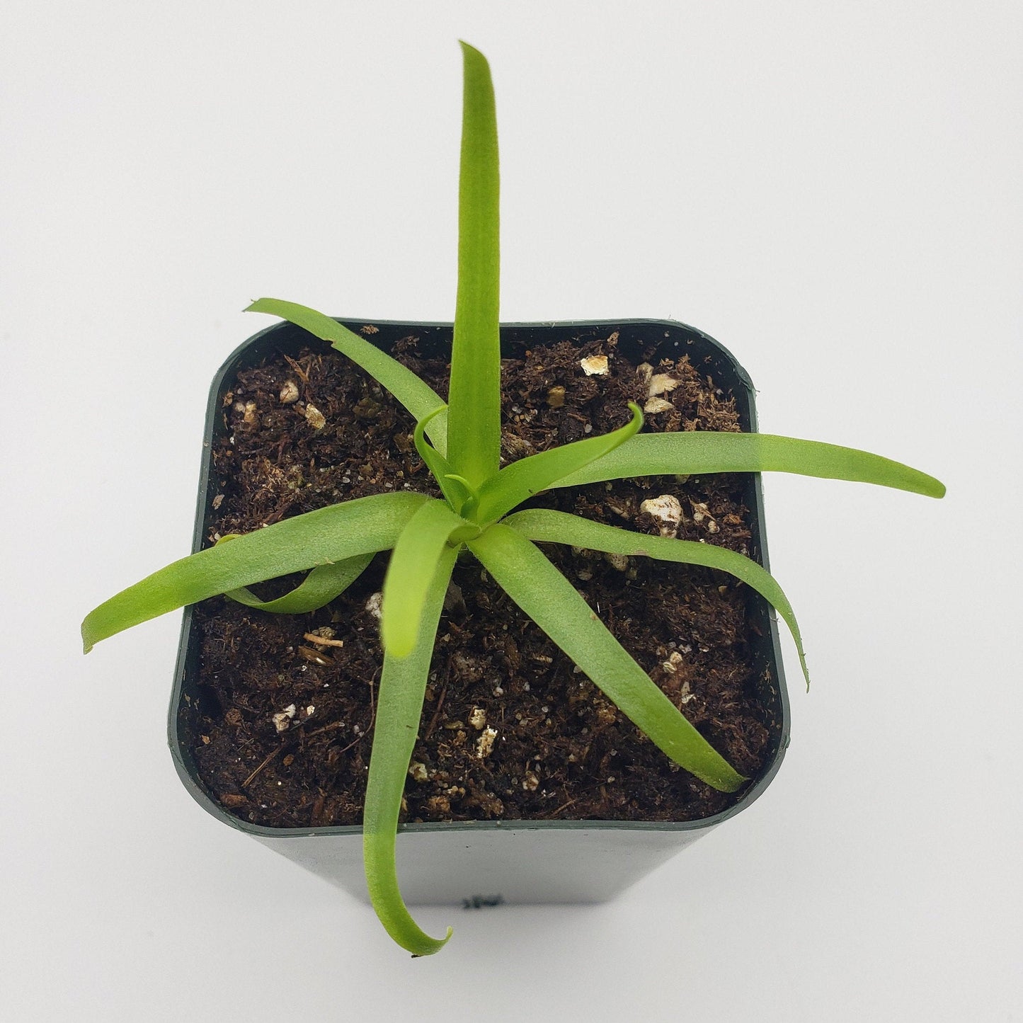 Pinguicula moctezumae – Carnivorous Butterwort Plant – Butterworts
