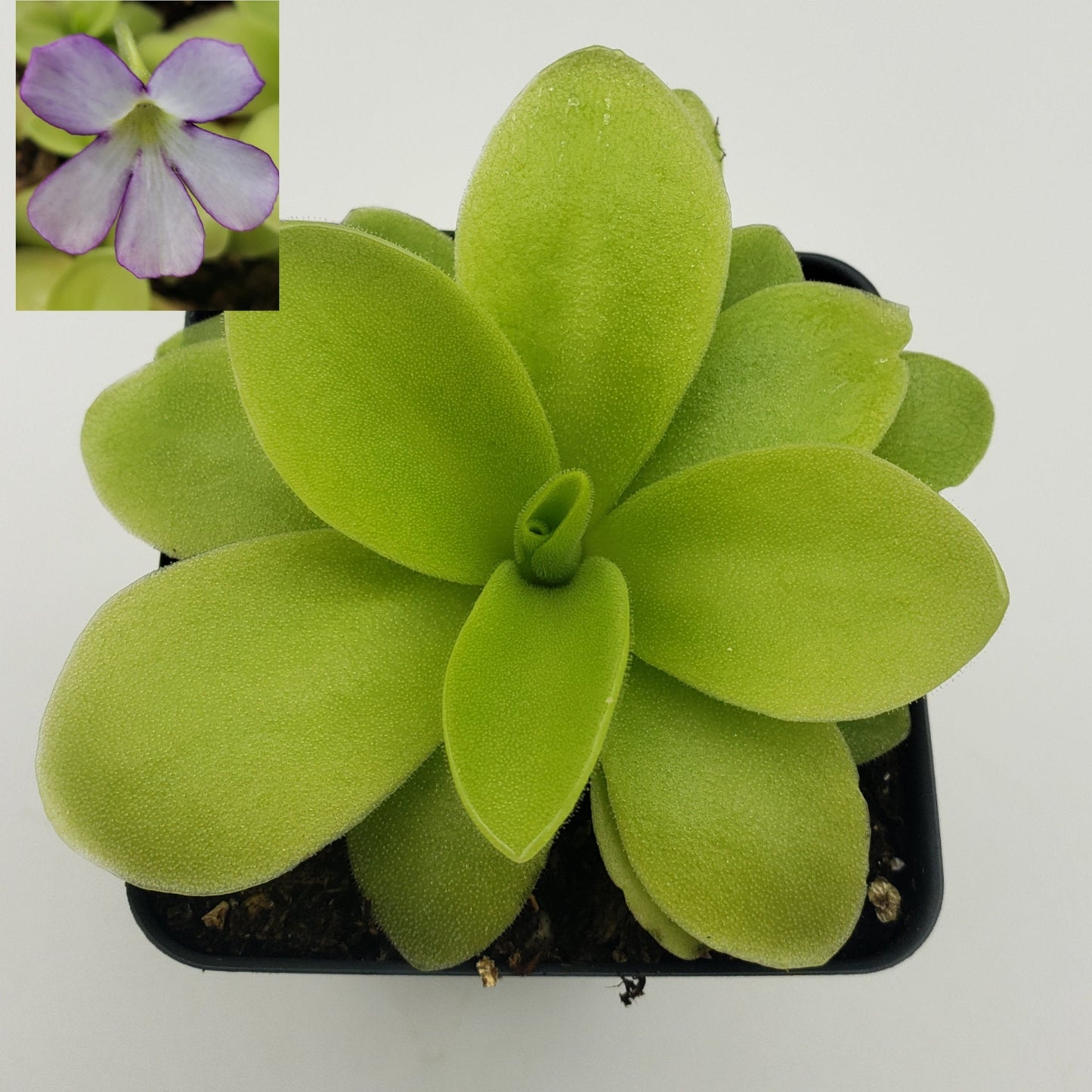 Pinguicula gigantea x 'Huahuapan' - Live Carnivorous Butterwort Plant – Butterworts