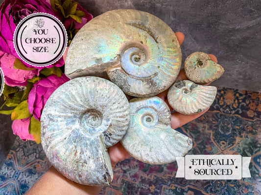 Rainbow Ammonite Fossil, Iridescent Ammonite, Ammolite from Madagascar, You Choose Size