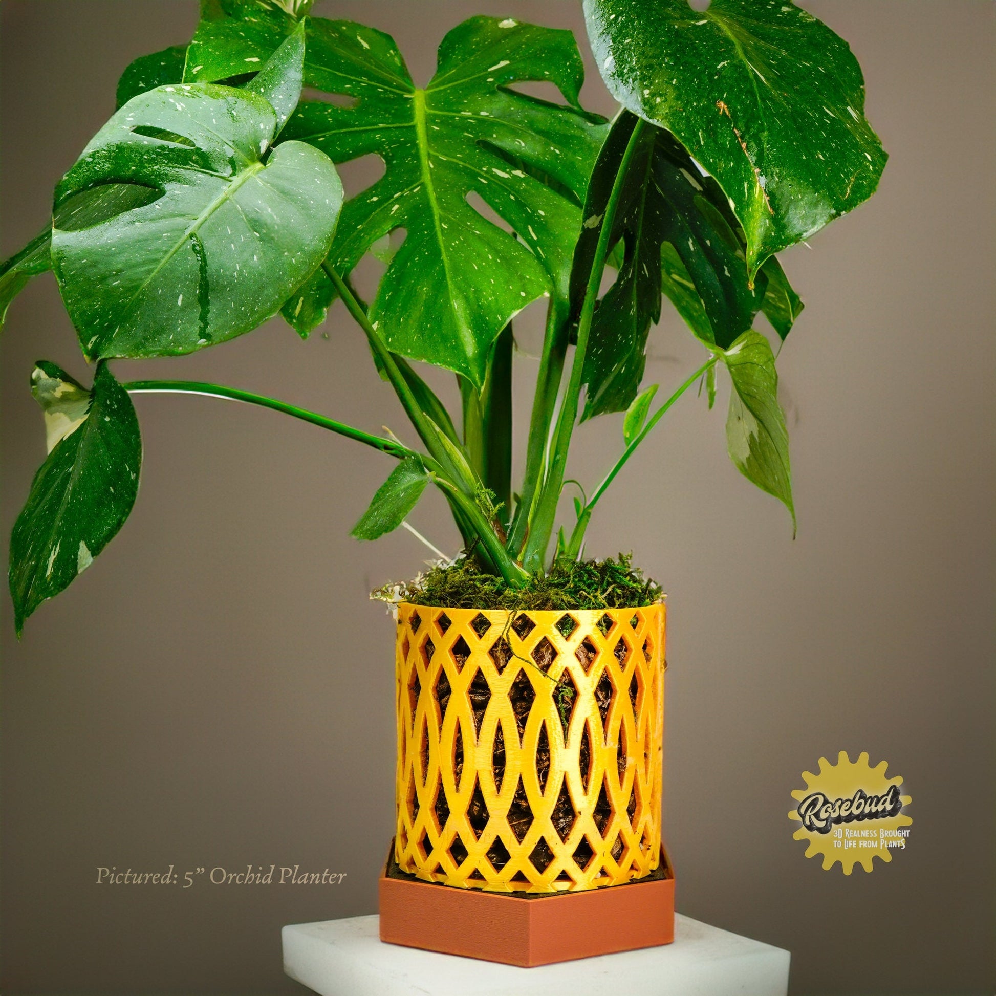 Water Humidity Tray for Houseplants, Includes Pebbles –