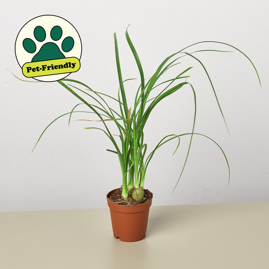 Palm Ponytail – Indoor Plants