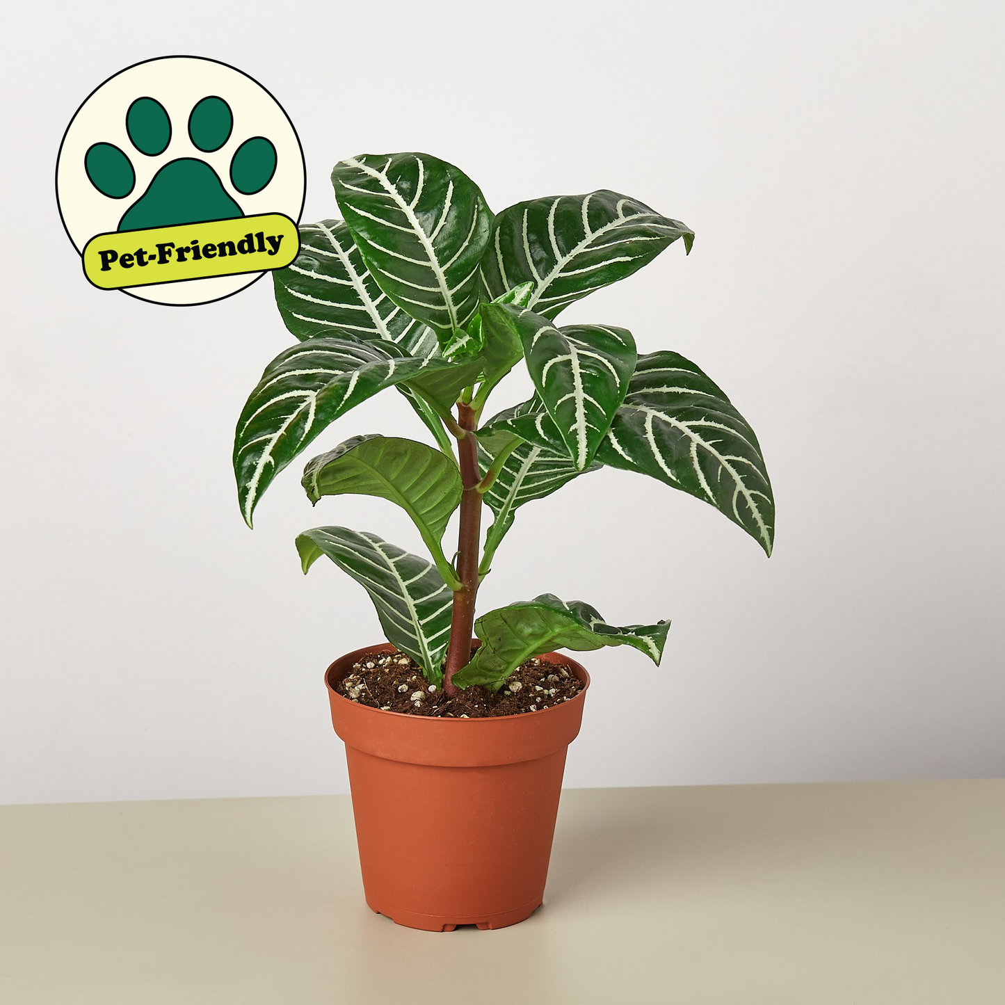 Zebra 'Aphelandra' – 4" Pot Indoor Plants