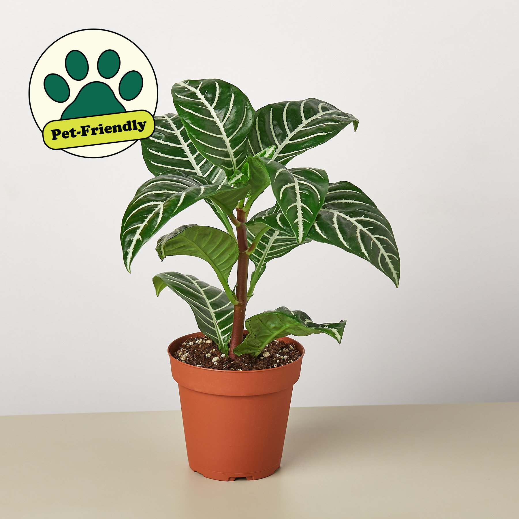 Zebra 'Aphelandra' – 4" Pot Indoor Plants