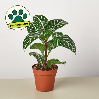 Zebra 'Aphelandra' – 4" Pot Indoor Plants