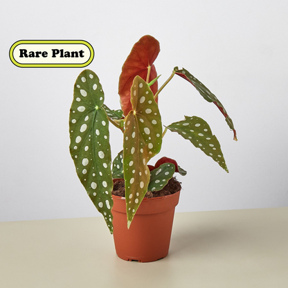 Begonia 'Maculata' – 4" Pot Indoor Plants