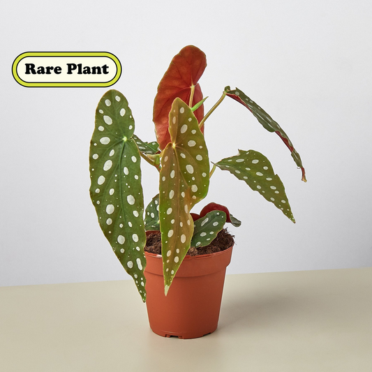 Begonia 'Maculata' – 4" Pot Indoor Plants