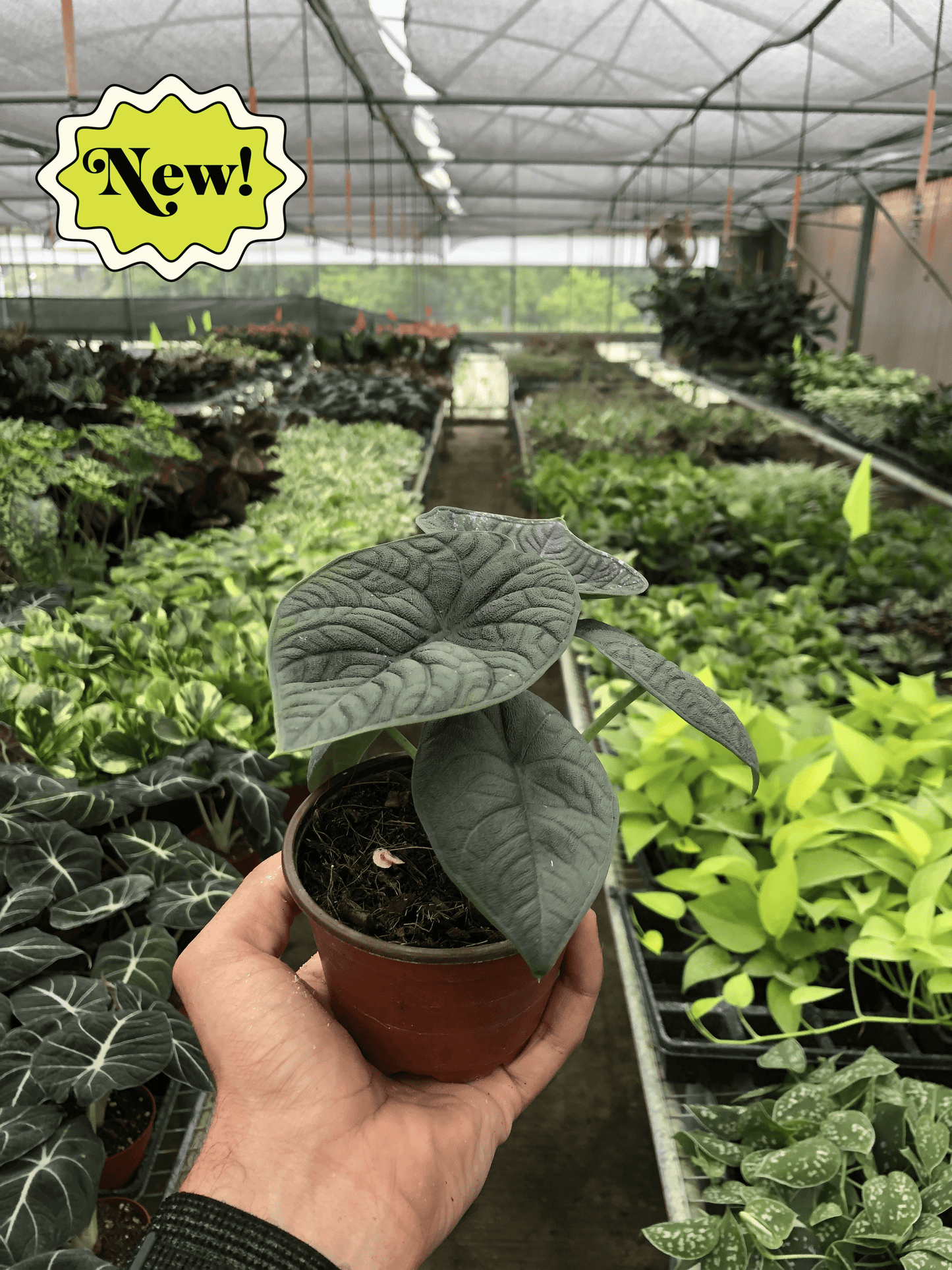 Alocasia Melo | Rare Jewel Alocasia | 4" Pot