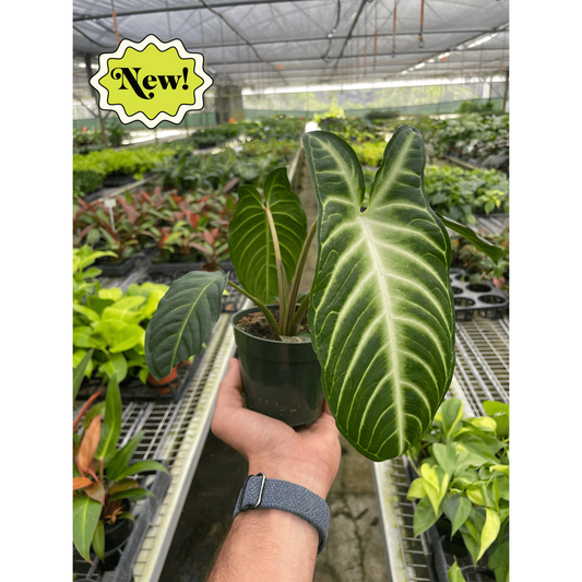 Xanthosoma 'Lendenii' – 4" Pot
