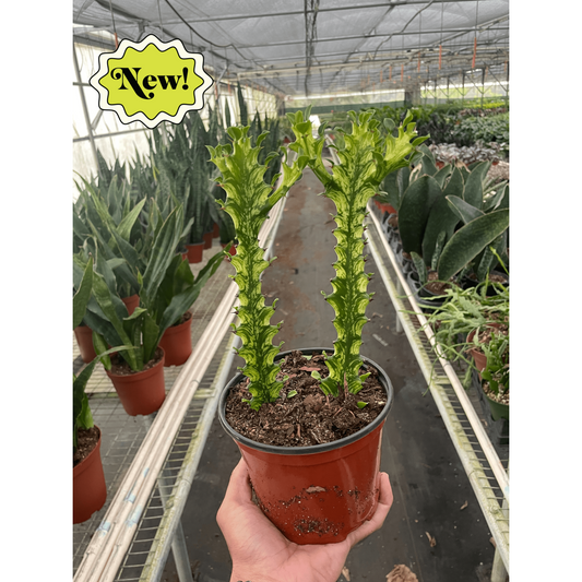 Euphorbia 'Mint Cream'