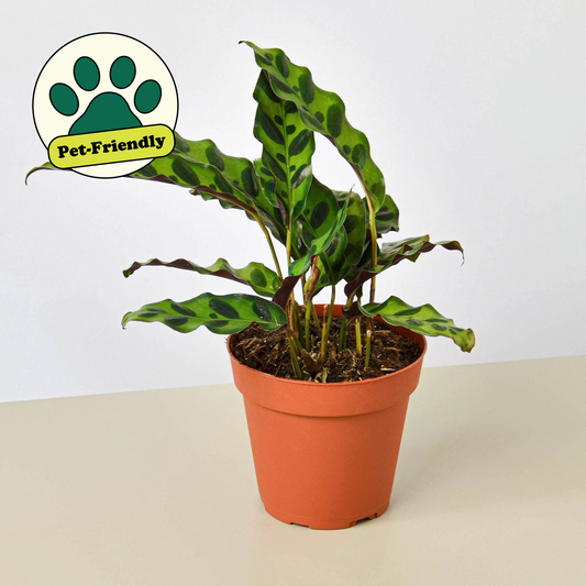 Calathea Lancifolia 'Rattlesnake' – 4" Pot Nursery Pot Indoor Plants