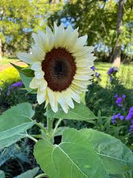 White Sunflower Seeds – Rare Elegant Blooms for Garden Planting