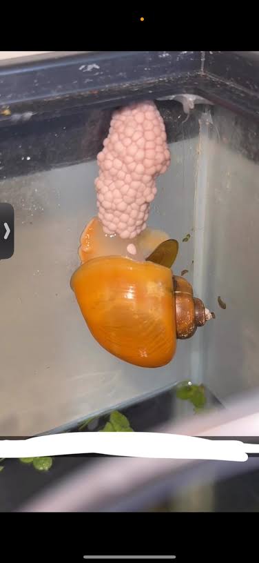 Live Mystery Snails for Sale – Locally Bred & Raised - Freshwater Aquarium Snails –