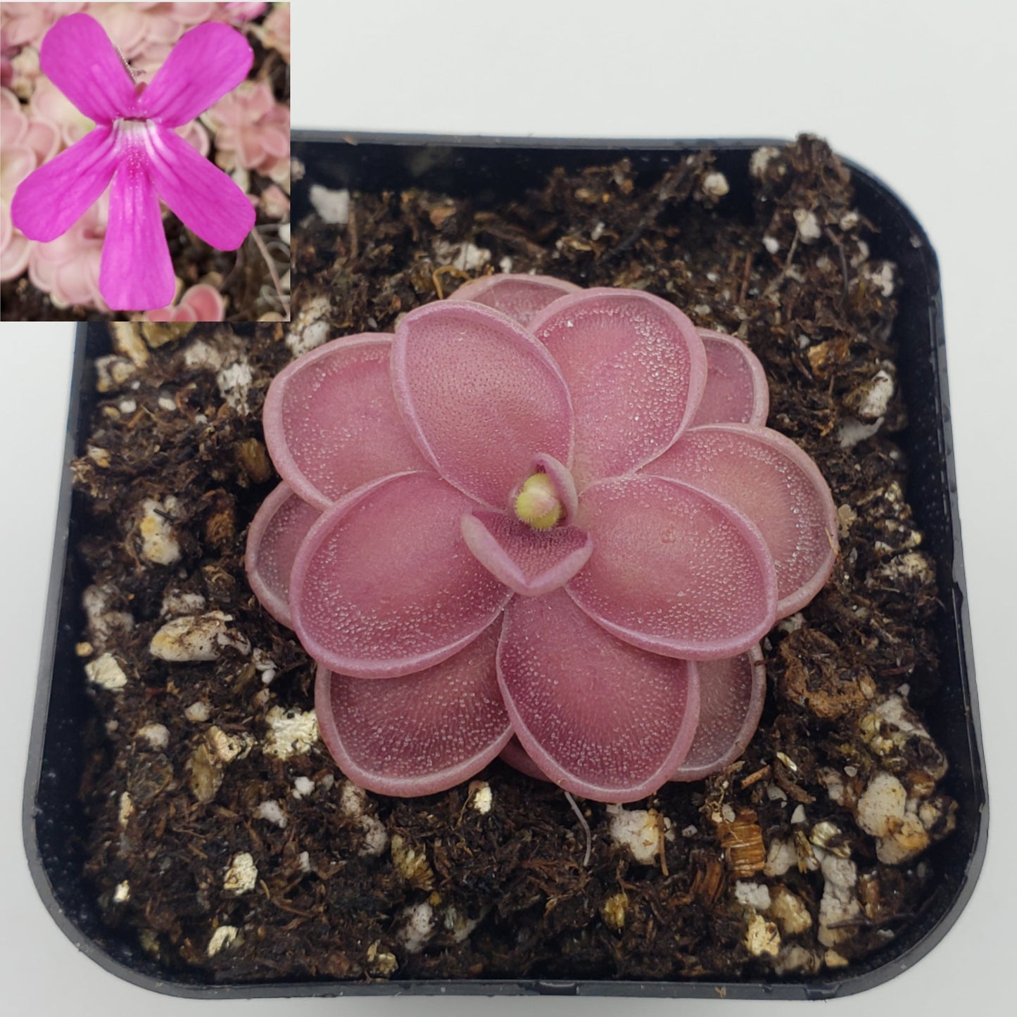 Pinguicula ehlersiae x mesophytica – Live Carnivorous Butterwort