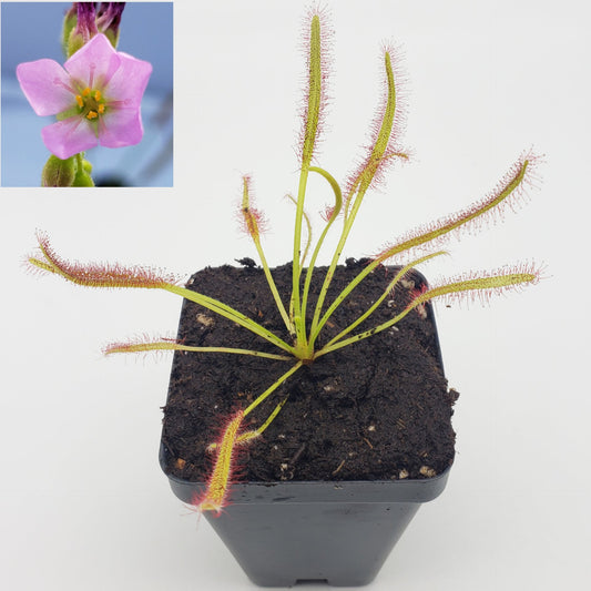 Drosera capensis Pink Flower | Cape Sundew Carnivorous Plant – Drosera