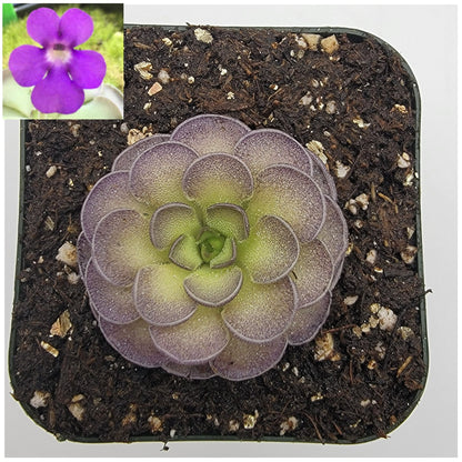 Pinguicula cyclosecta {Dulces Nombres, Nuevo León} – Rare Mexican Carnivorous Butterwort | Live Plant – Butterworts