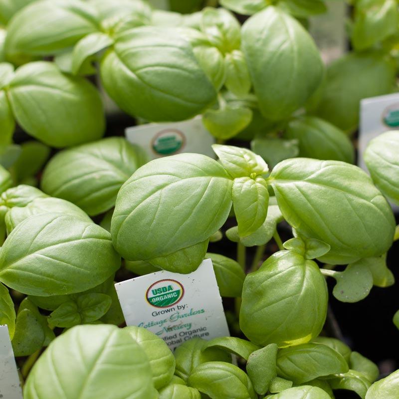 Basil Seeds, Genovese (Organic) – Vegetable Seeds