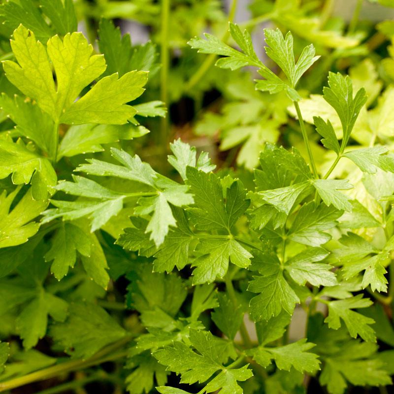 Parsley Seeds (Organic) Italian – Vegetable Seeds