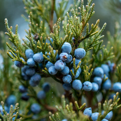 Juniper Berry Essential Oil – Essential_Oil